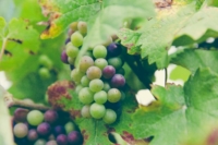 vino biologico, vino biodinamico e vino naturale