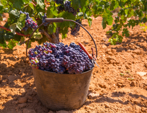 La viticoltura eroica: cos’è e come si svolge
