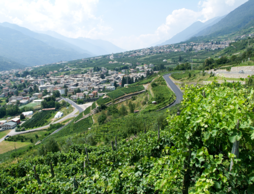 I vini della Valtellina
