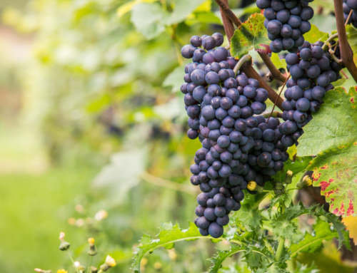 I vini pregiati dell’Irpinia, terra di antiche tradizioni vinicole