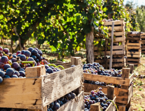 La vendemmia 2024: un racconto italiano di sole, uva e passione