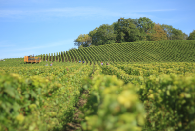 Il ruolo del terroir