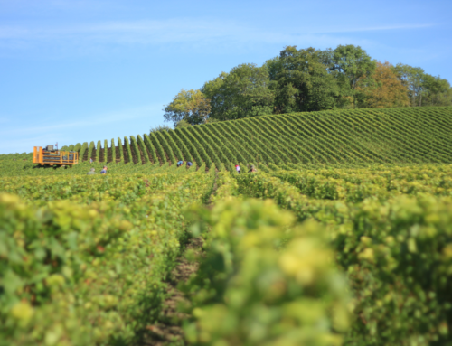 Il ruolo del terroir: perché un vino non può nascere ovunque